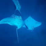 Mai Dive\' Astrolabe Reef Resort