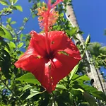 Taveuni Palms Resort