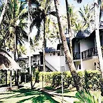 Fiji Palms