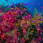 Sau Bay Resort - Off Taveuni