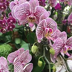The Fiji Orchid