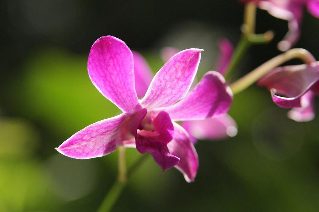 Hotel The Fiji Orchid 5*