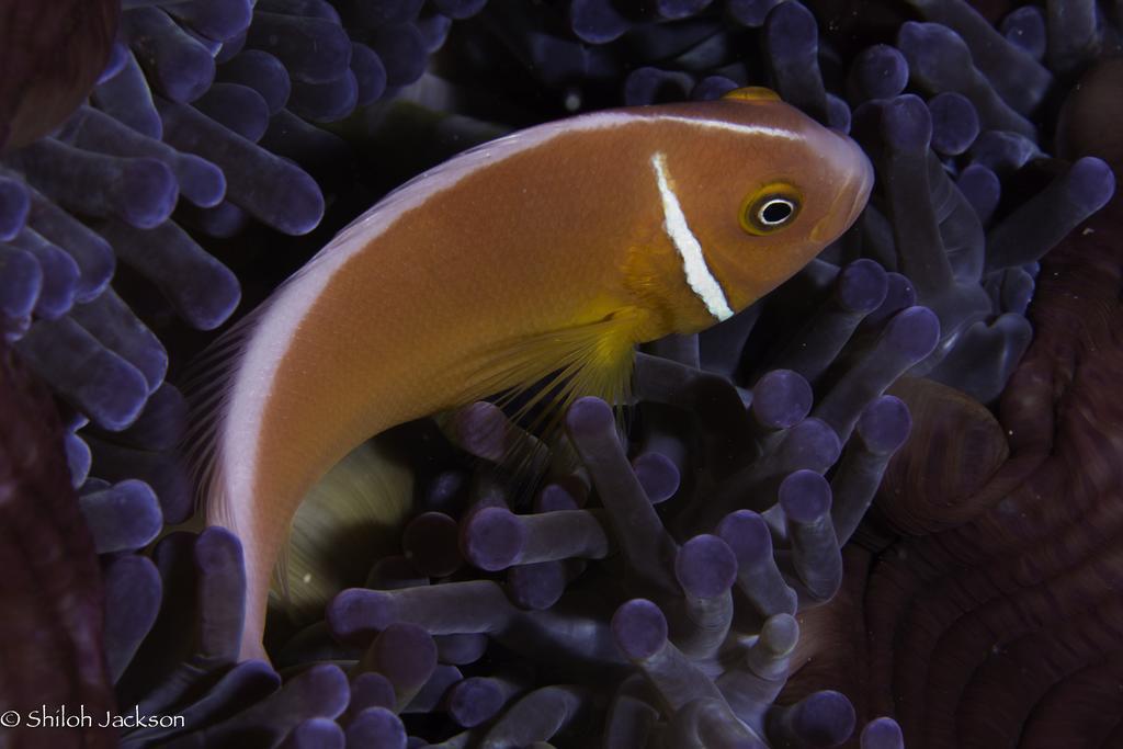 Wananavu