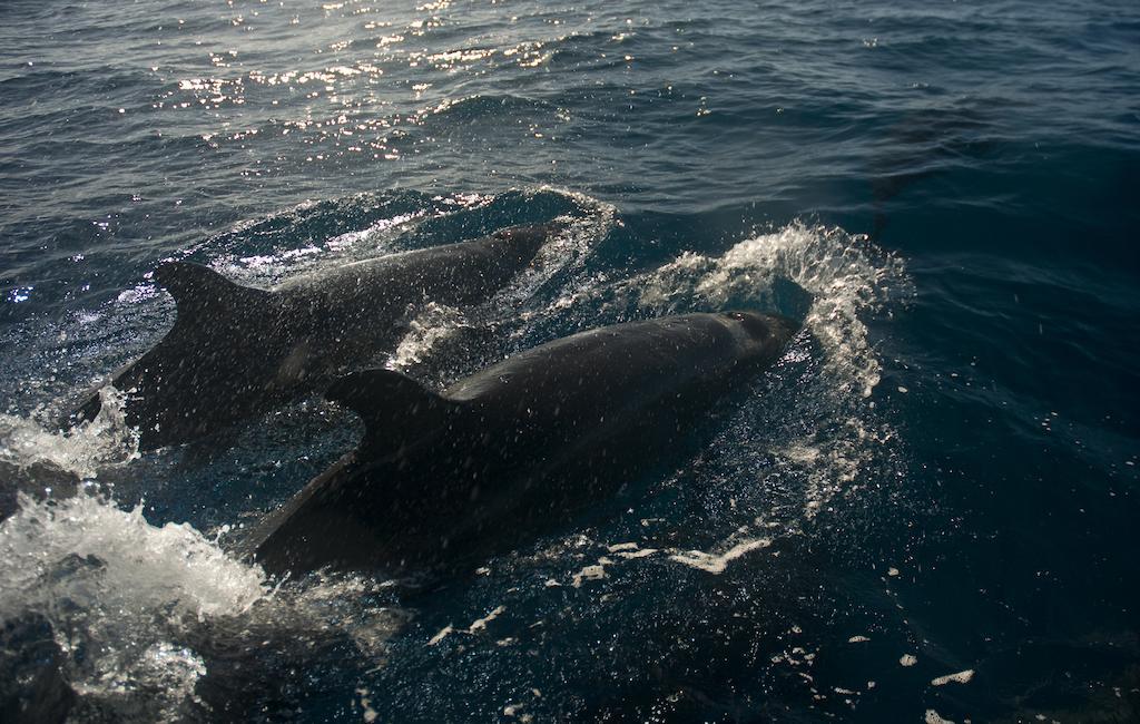 Emaho Sekawa 5* Savusavu