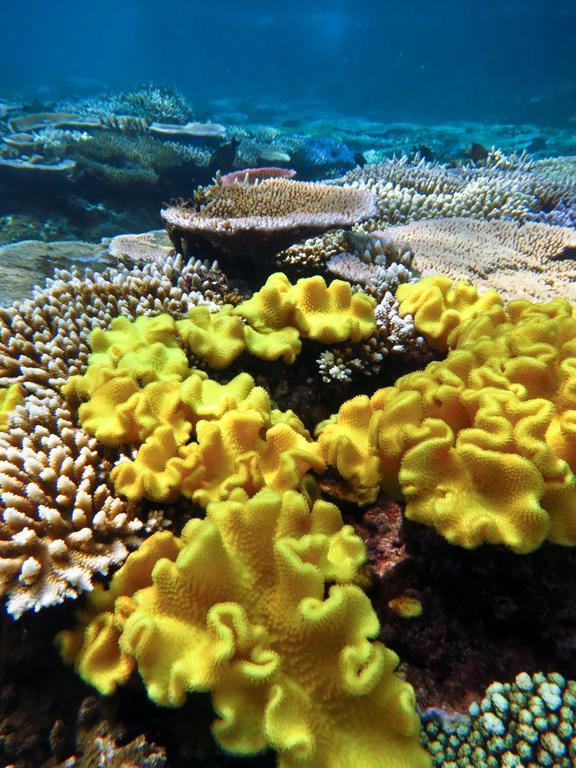 Mai Dive' Astrolabe Reef 4*