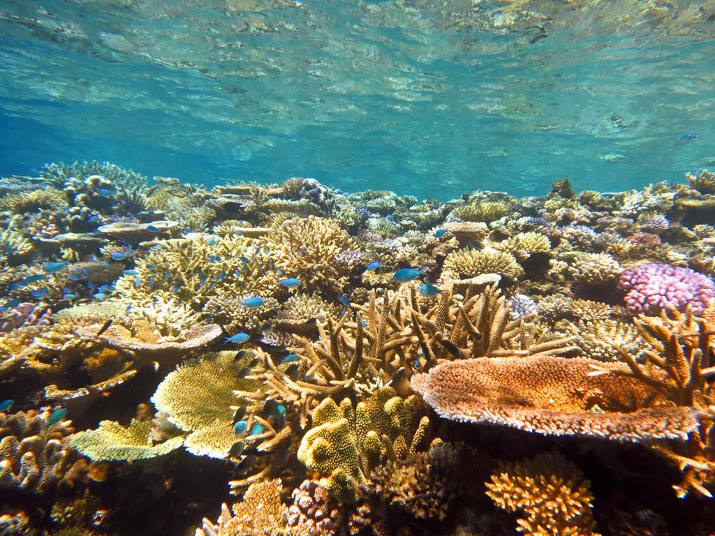 Mai Dive' Astrolabe Reef Resort 4*