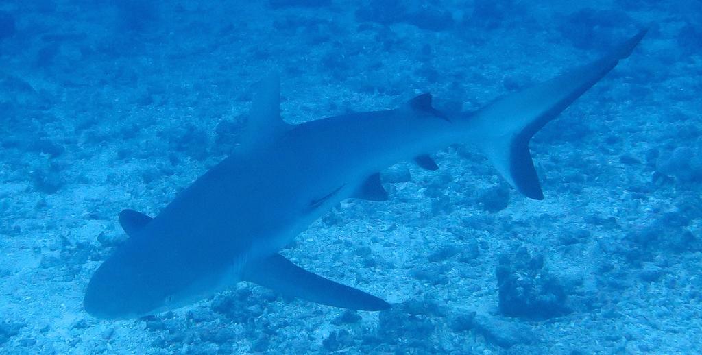 Resort Ratu Kini Backpackers & Dive