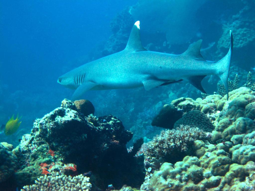 Mantaray Island Resort