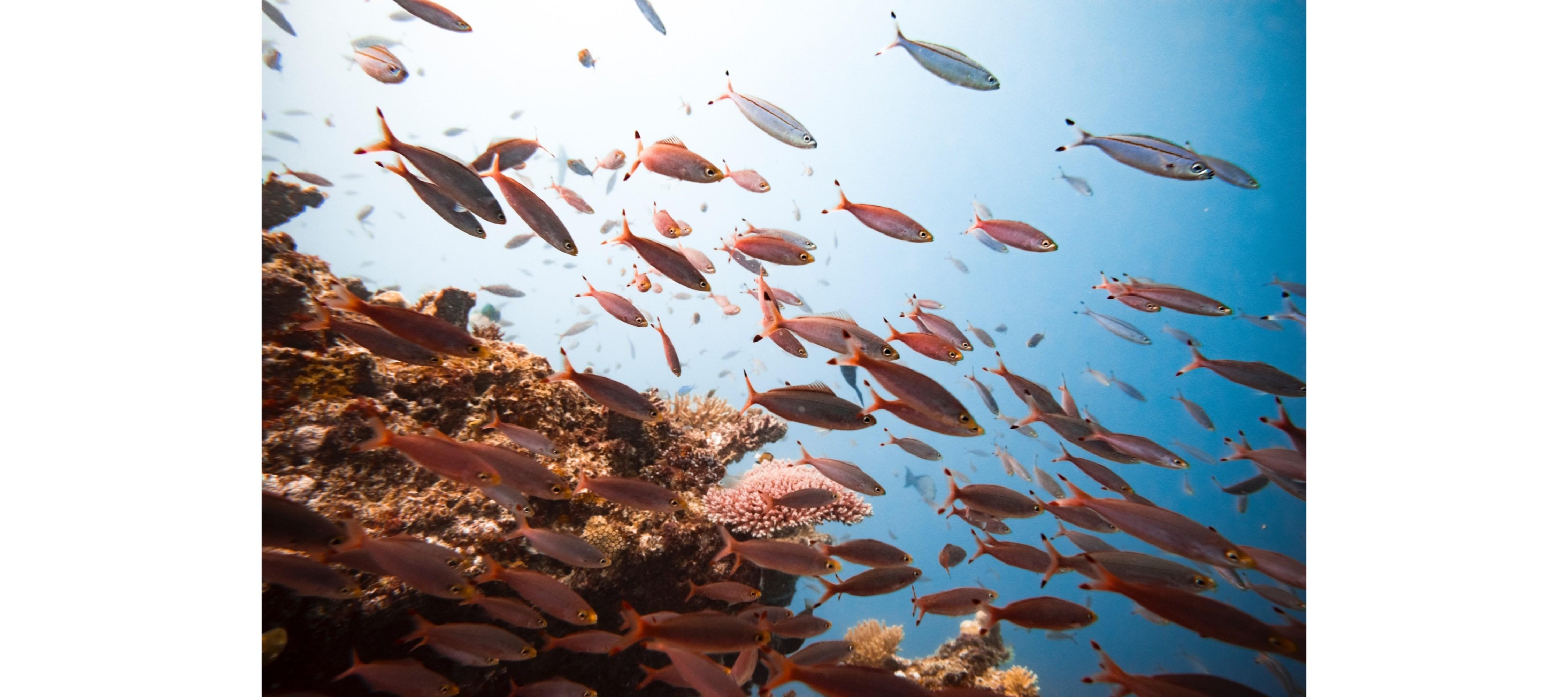 Adults-only Resort Tokoriki Island