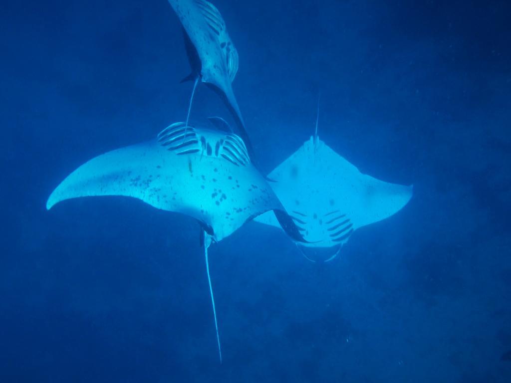 Mai Dive' Astrolabe Reef Resort Naqara