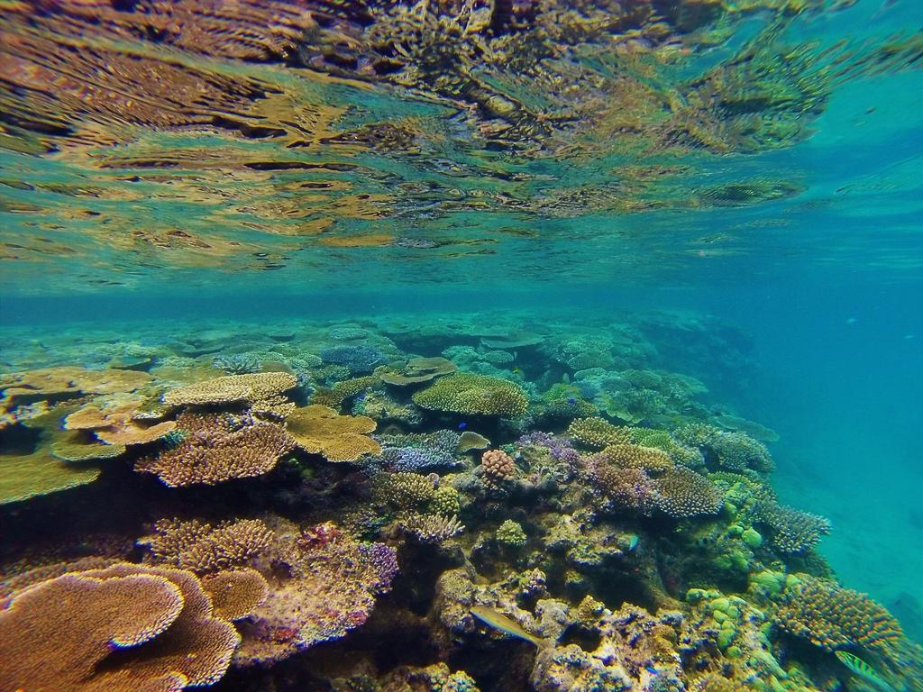 Mai Dive' Astrolabe Reef Resort