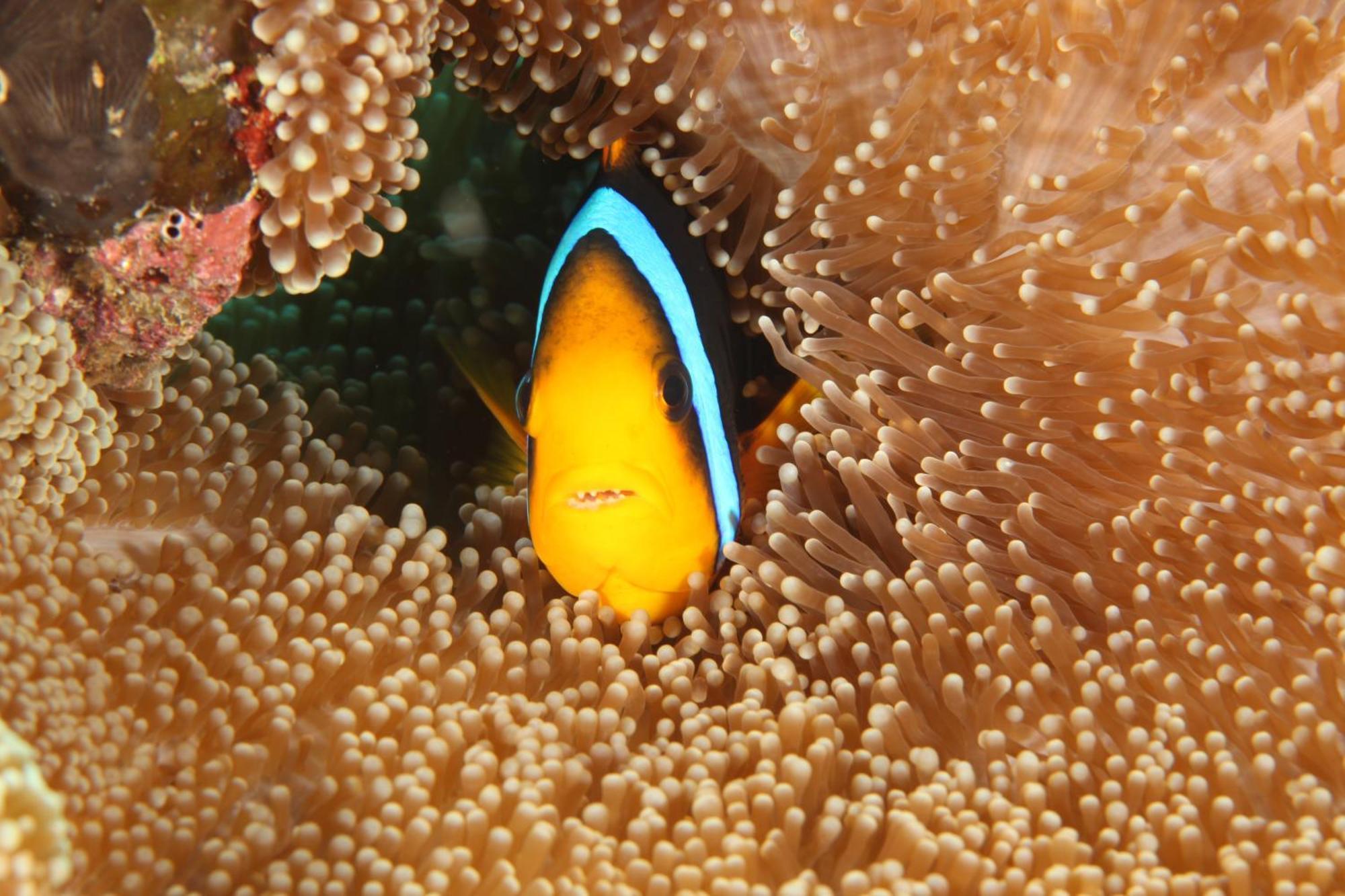 Maravu Taveuni Matei