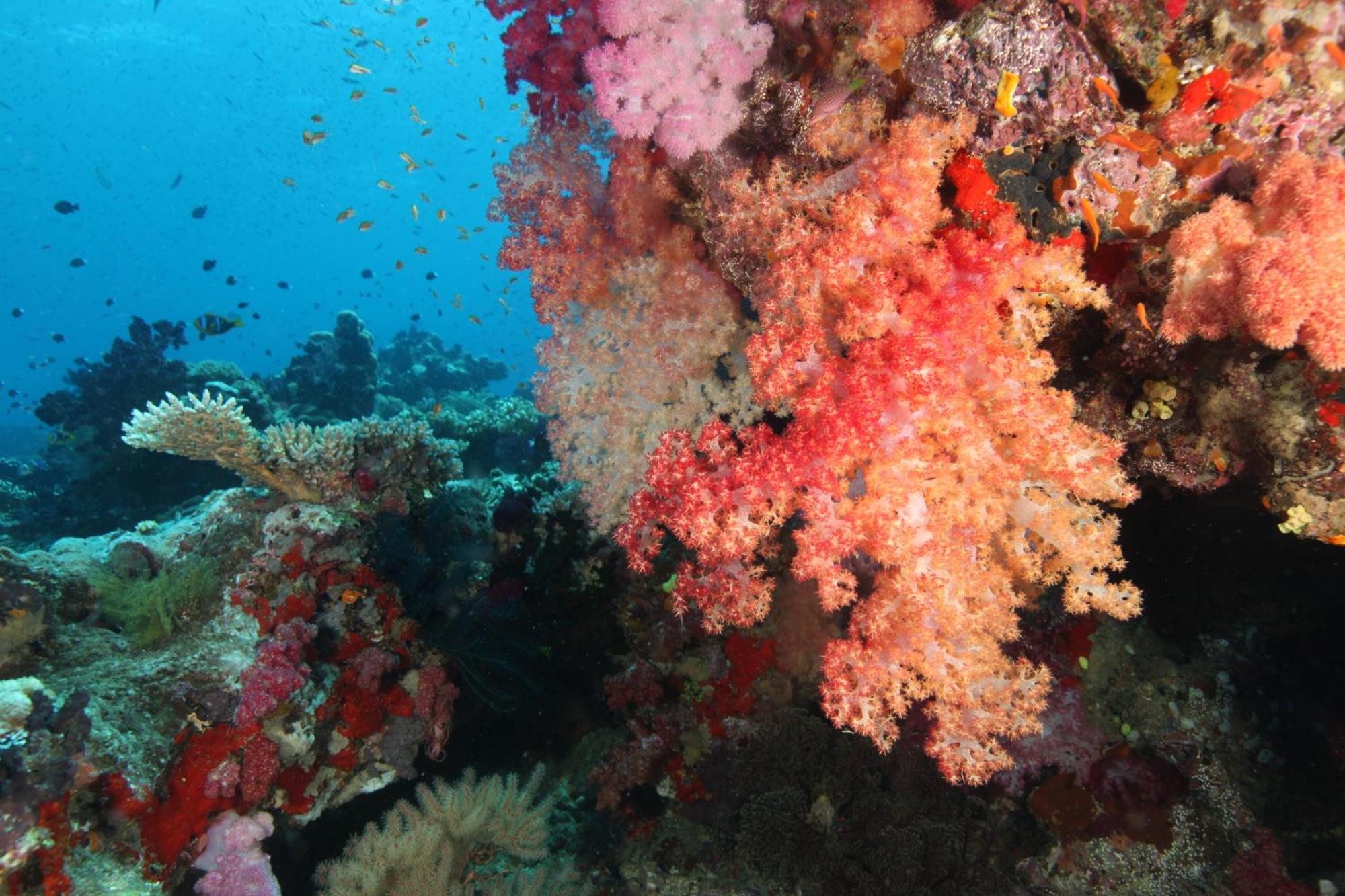 Villa Maravu Taveuni Matei
