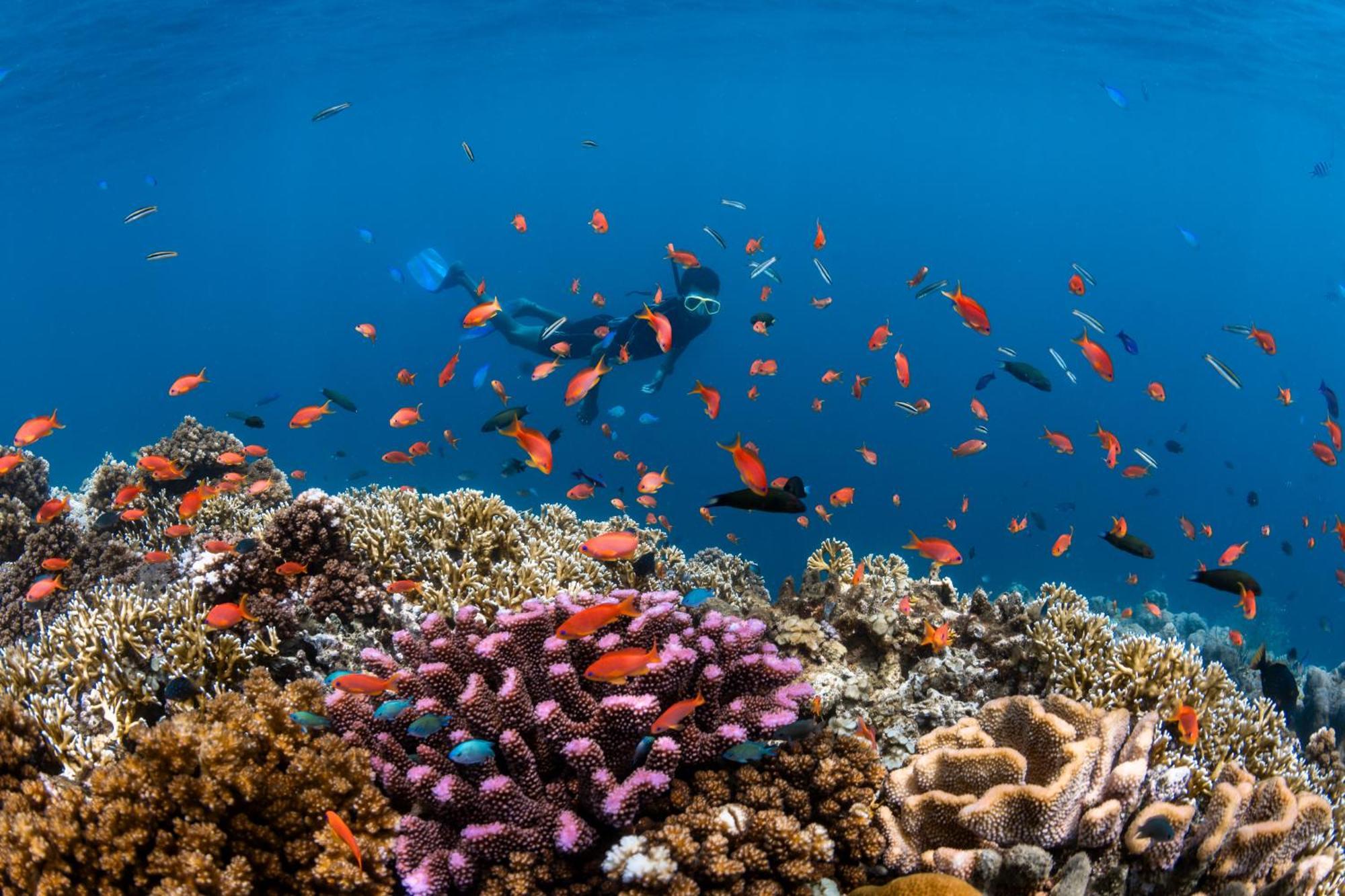 Beqa Lagoon Resort