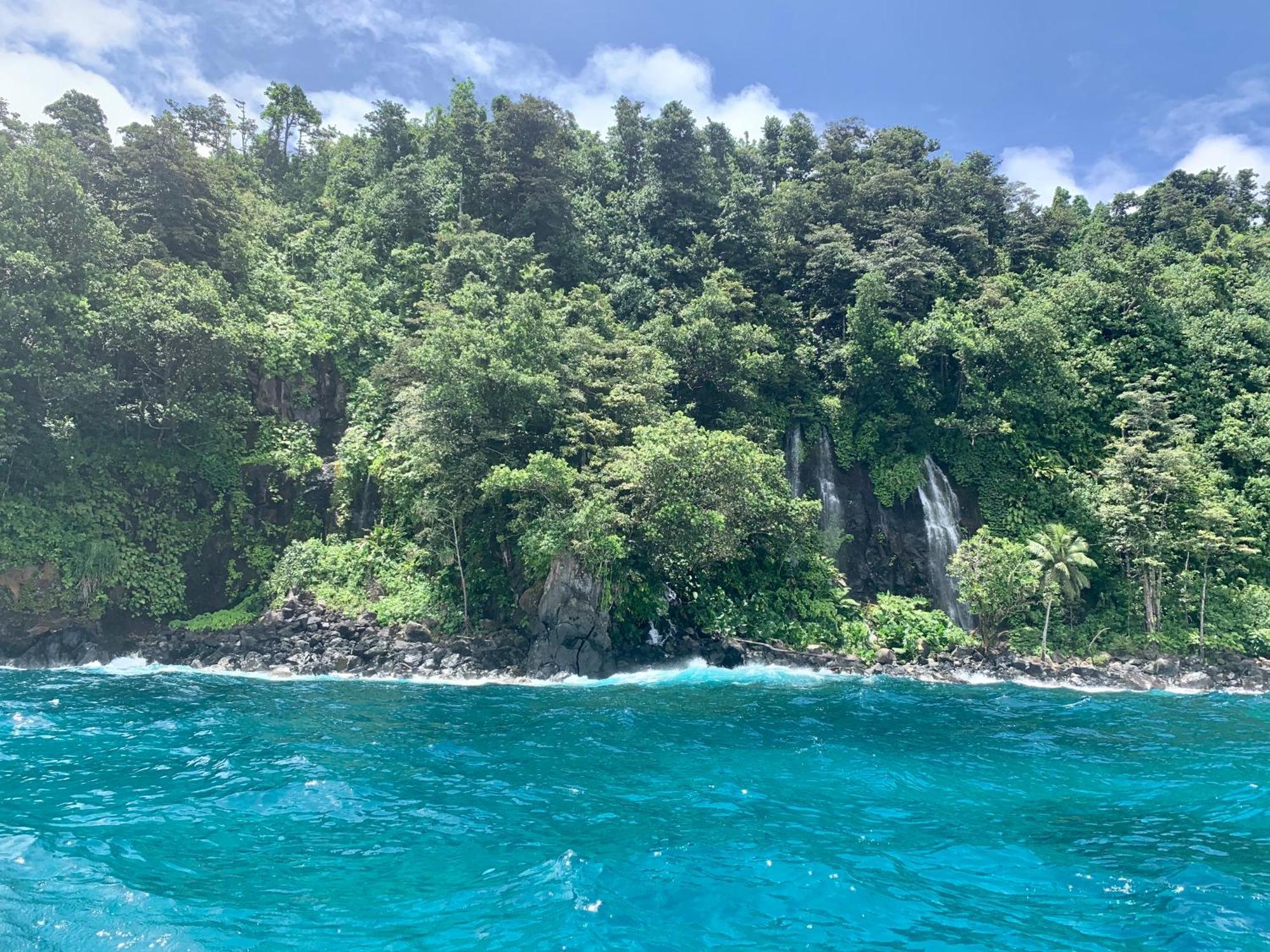 Taveuni Palms