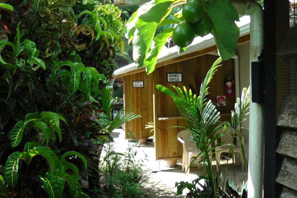 Lodge Gecko Fiji Savusavu