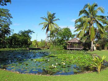 Gecko's 3* Sigatoka