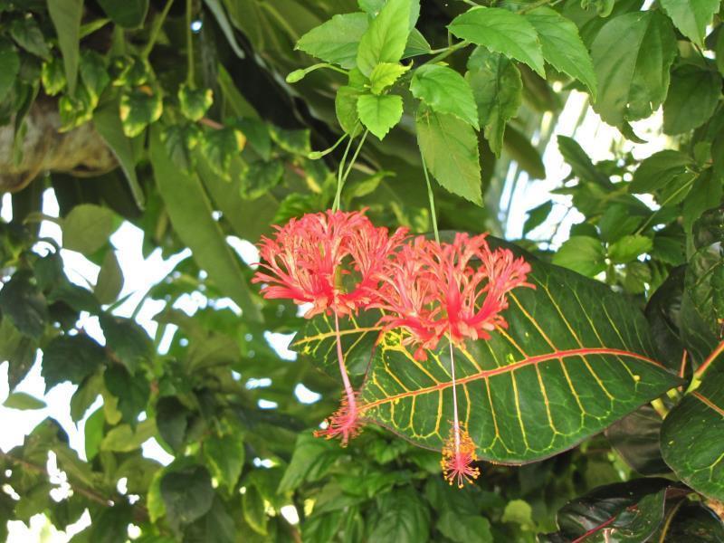 Hot Springs Hotel Savusavu
