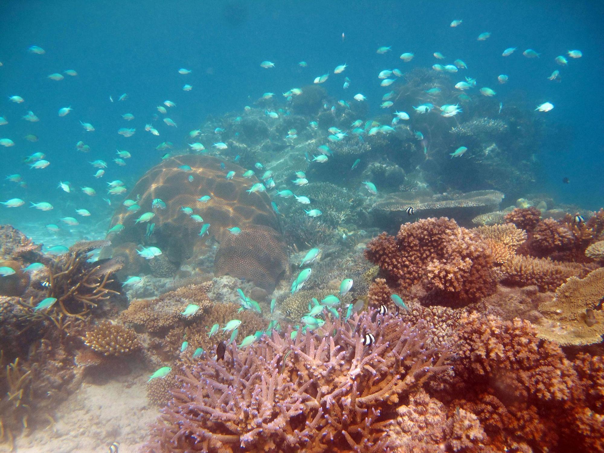 Mantaray Island Resort 3*