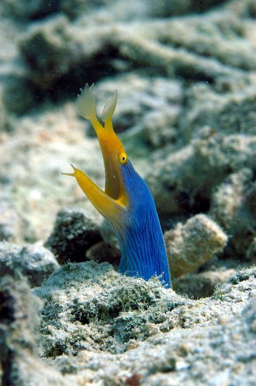 Matava Nacomoto