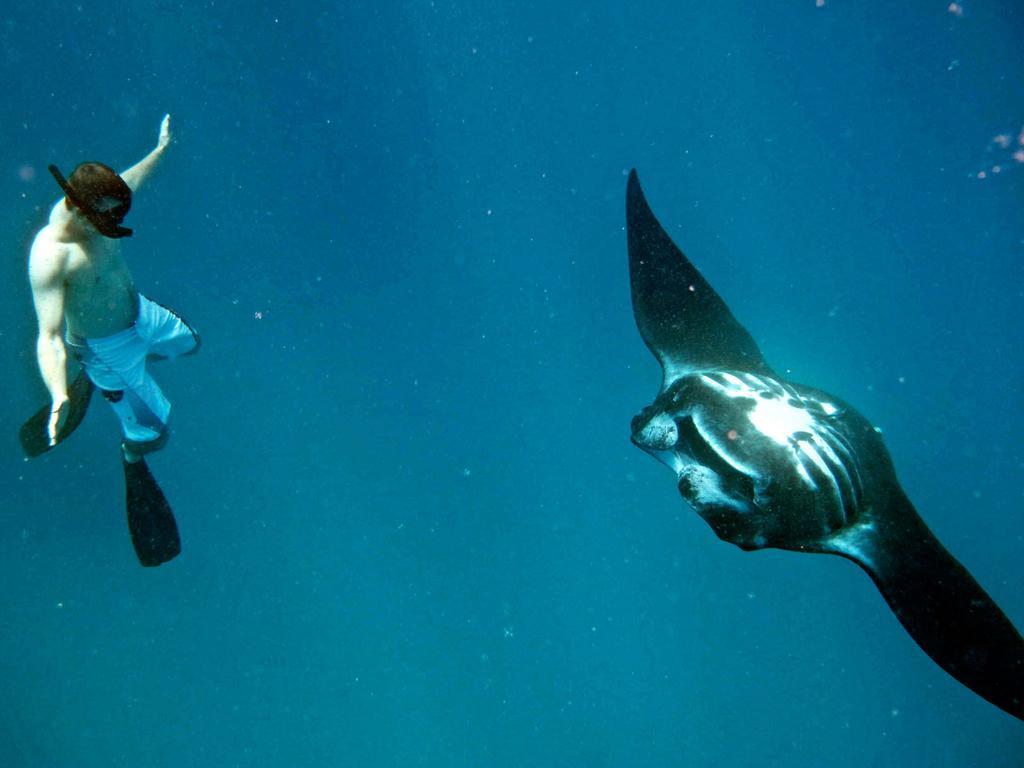 Mantaray Island Nanuya Balavu Island