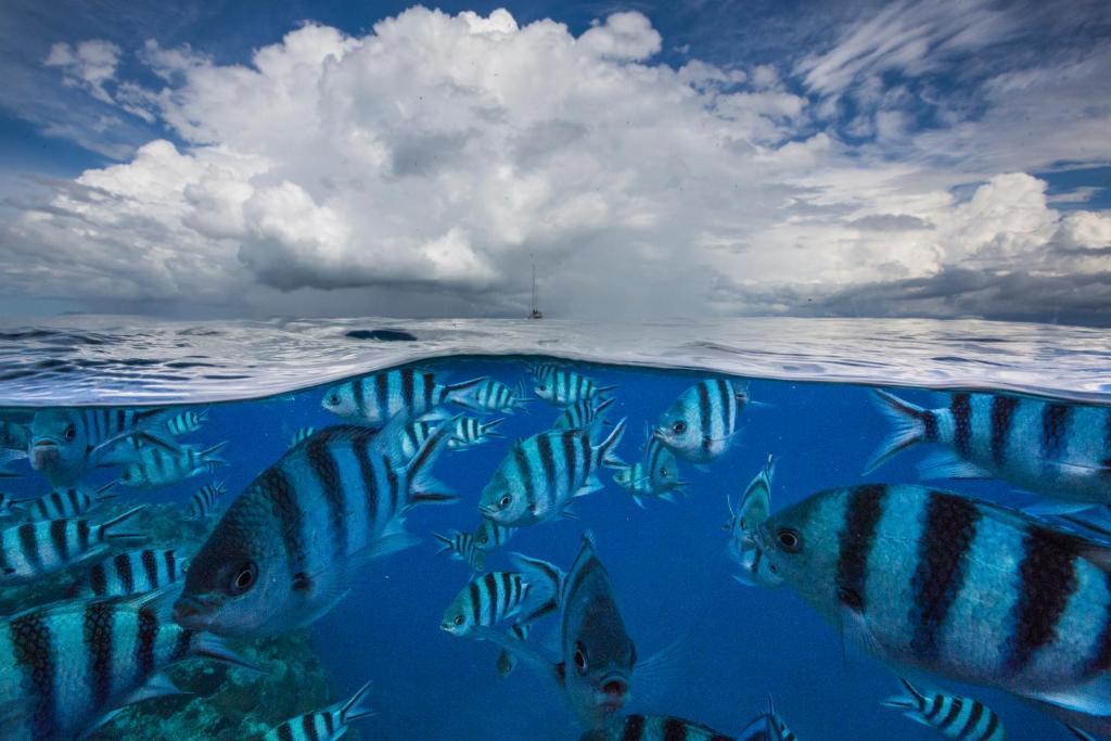 Fiji 4*