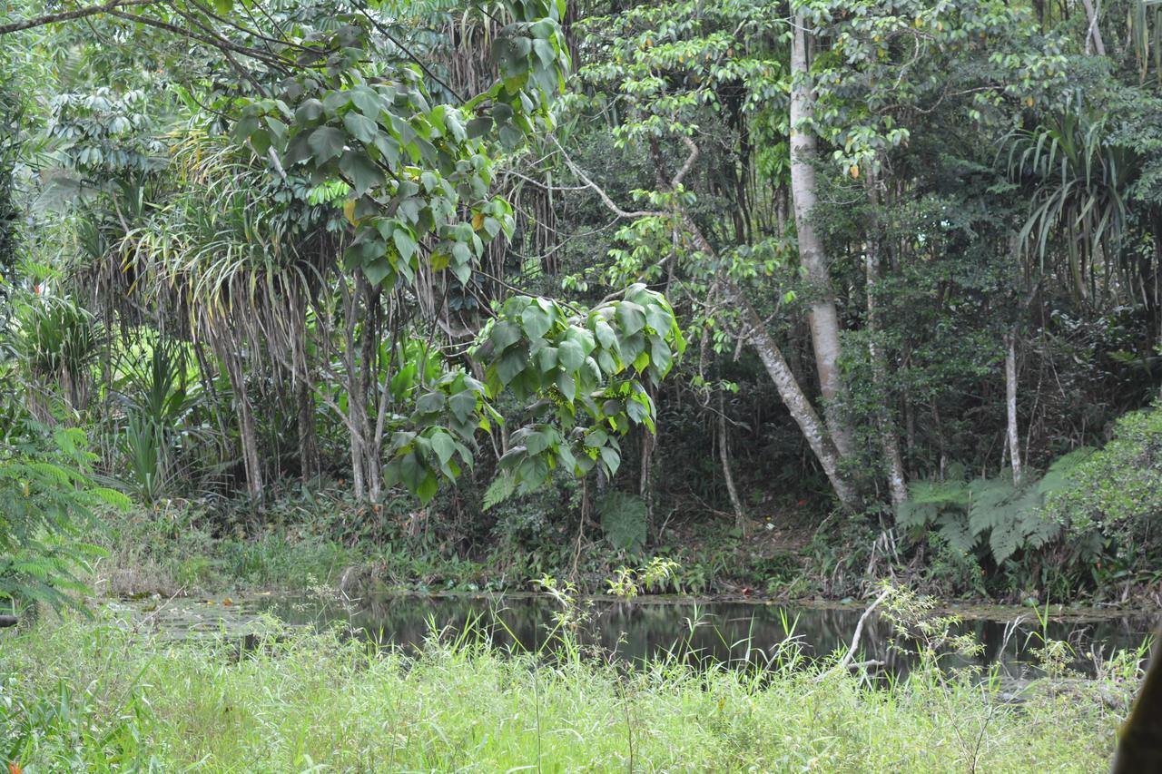 Resort Rainforest Eco Lodge 3*