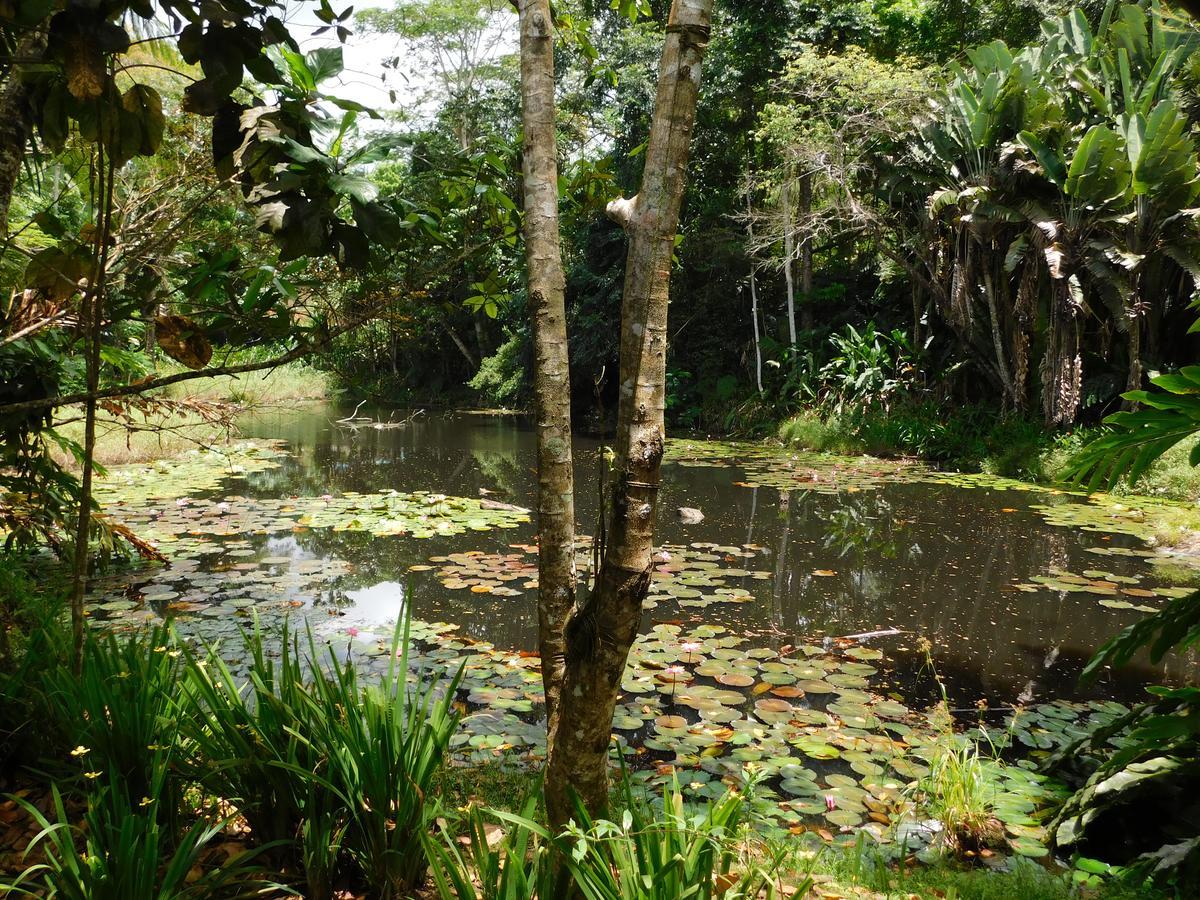 Resort Rainforest Eco Lodge