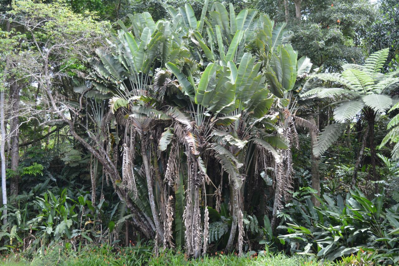 Resort Rainforest Eco Lodge 3*