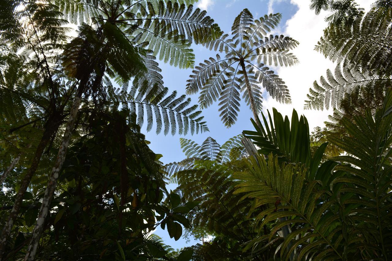Rainforest Eco Lodge Resort Suva