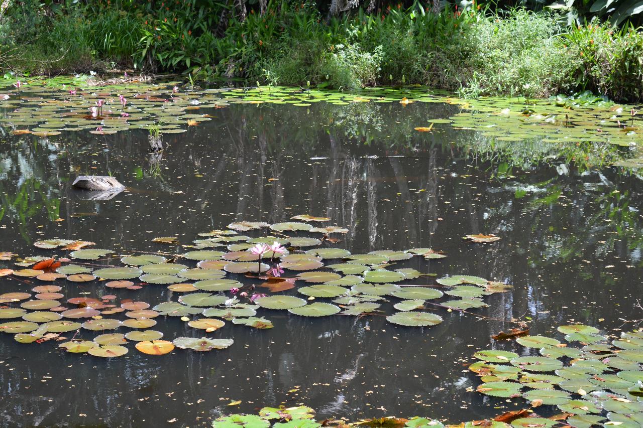 Resort Rainforest Eco Lodge Suva