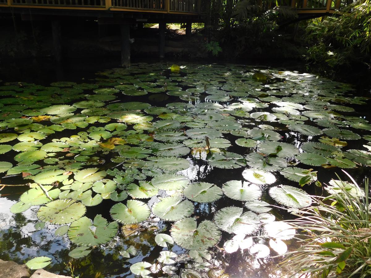 Rainforest Eco Lodge Resort