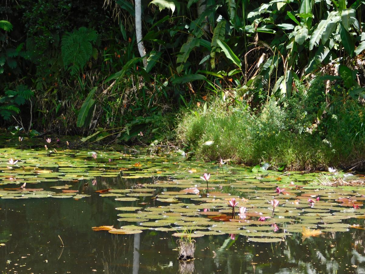 Resort Rainforest Eco Lodge