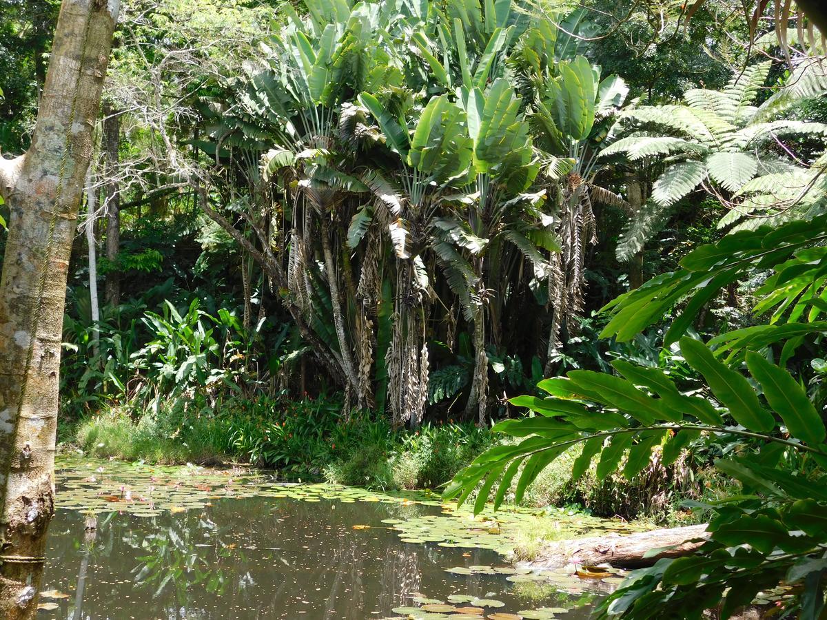 Rainforest Eco Lodge Resort Suva