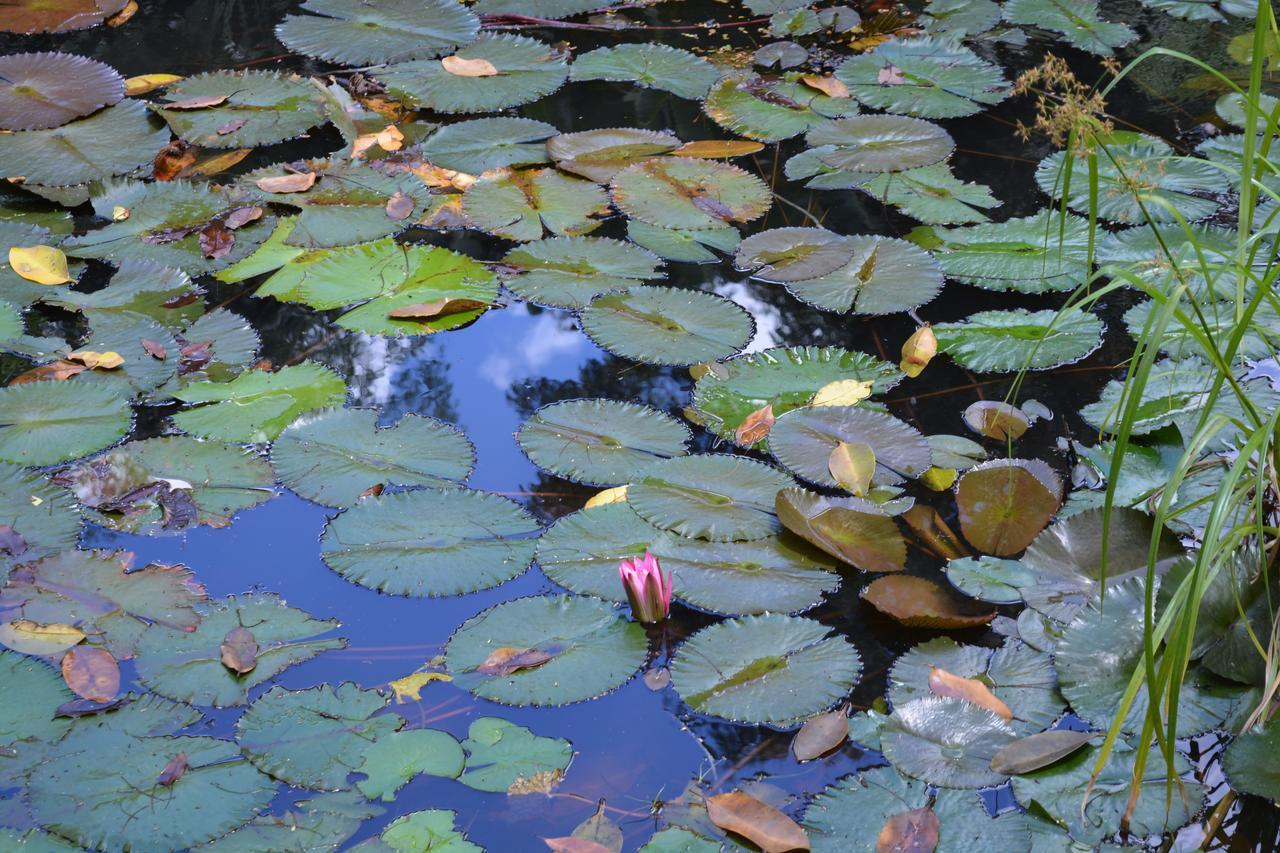 Rainforest Eco Lodge 3*