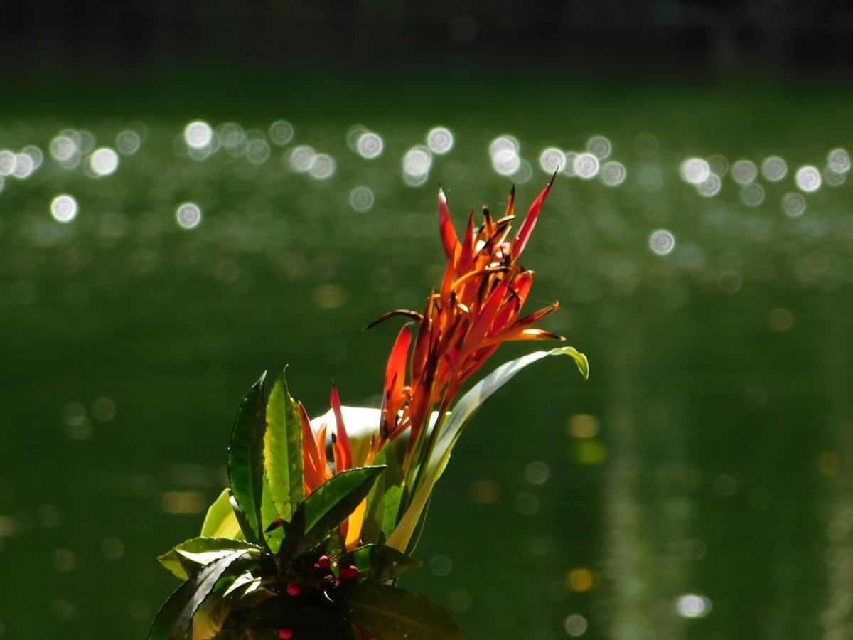 Resort Rainforest Eco Lodge Suva