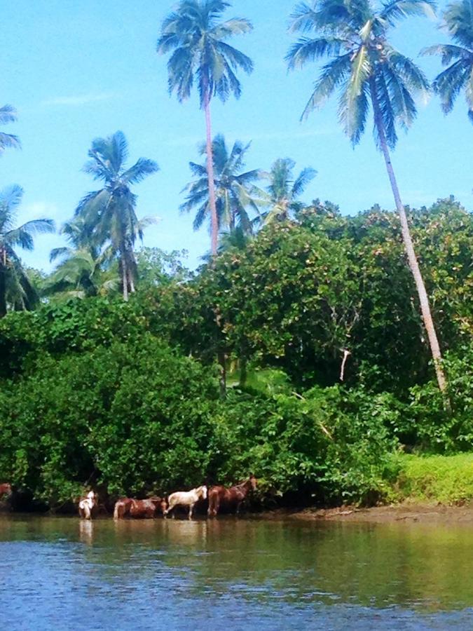 Naveria Heights 4* Savusavu
