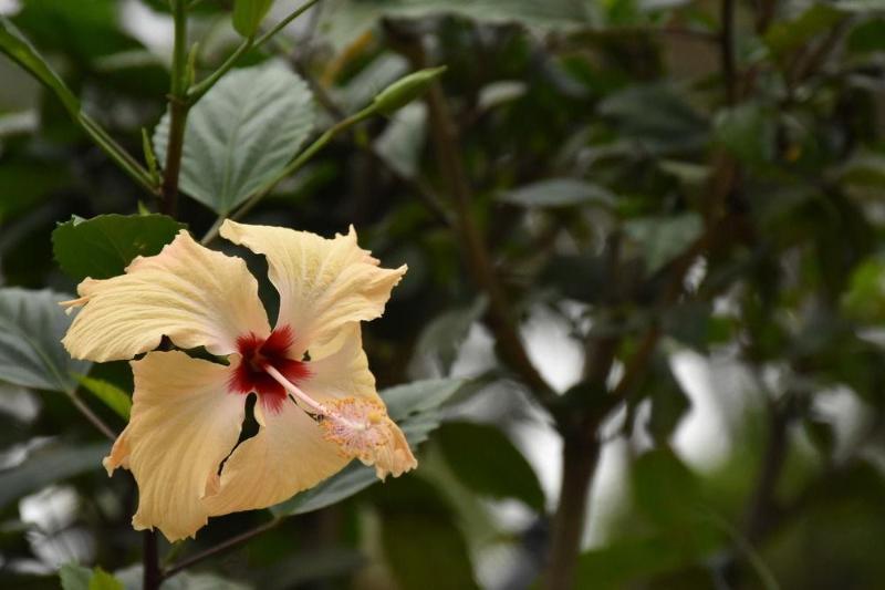 Club Fiji 3* Nadi