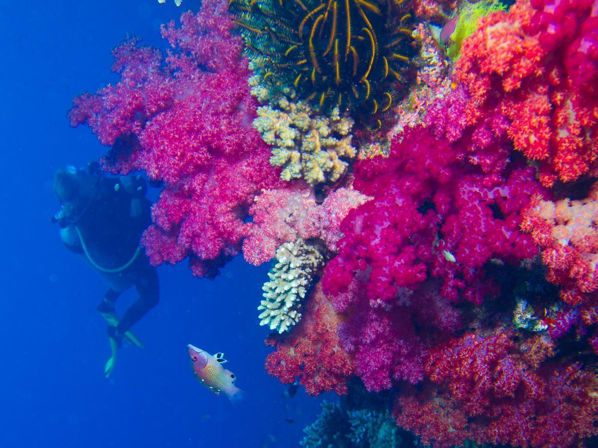 Taveuni Palms 5* Matei