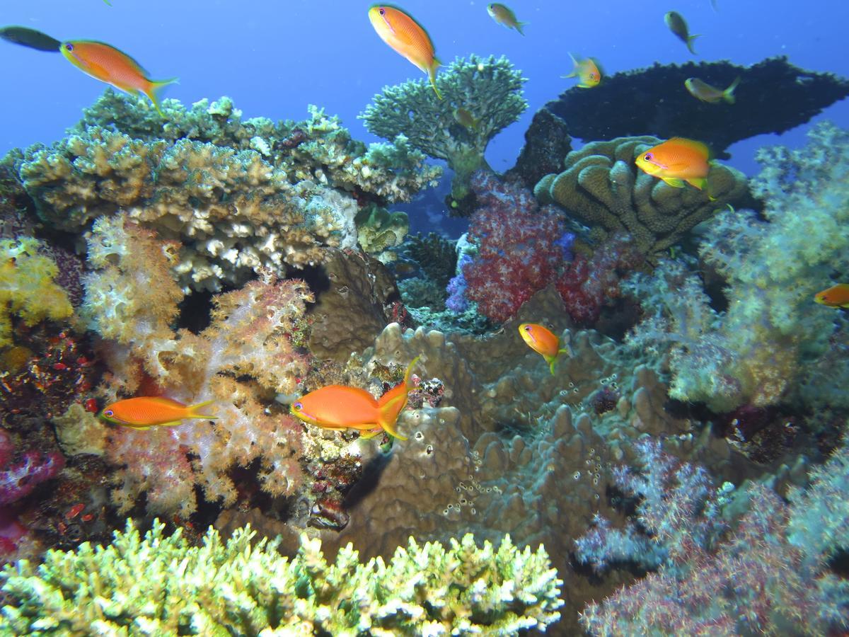 Resort Taveuni Island &