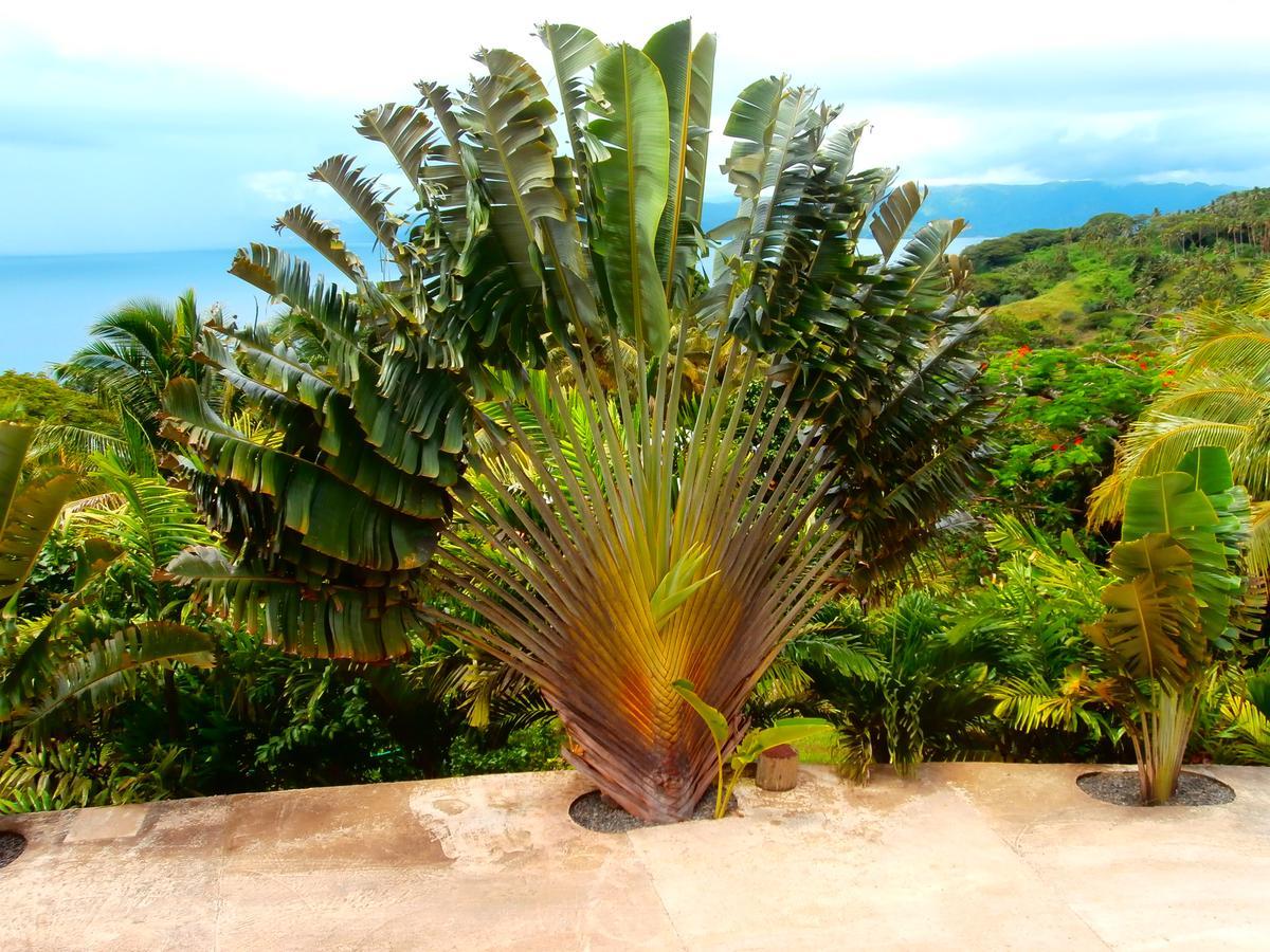 Apartment Korovesi Sunshine Savusavu