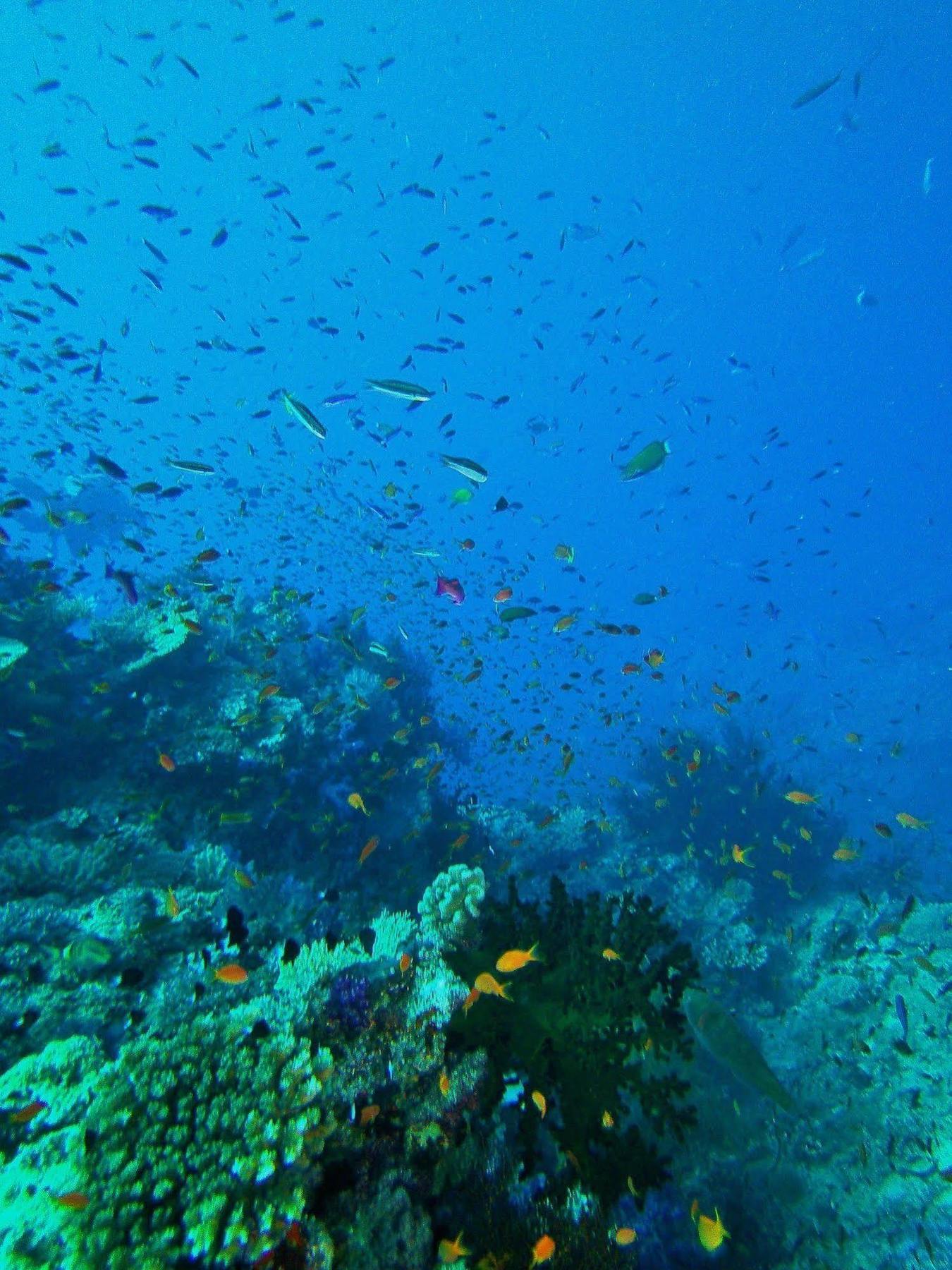 Resort Mai Dive' Astrolabe Reef Naqara