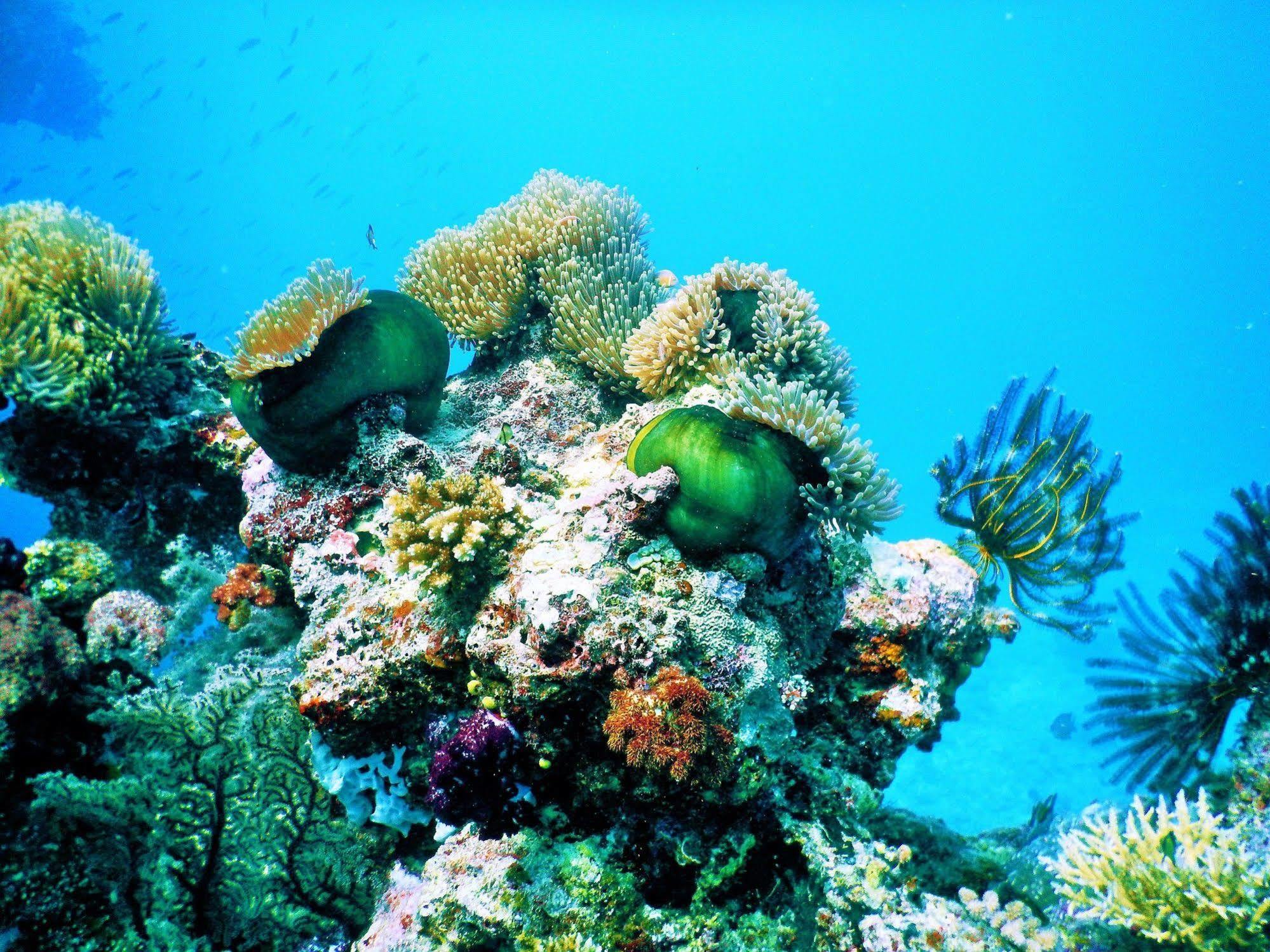 Mai Dive' Astrolabe Reef