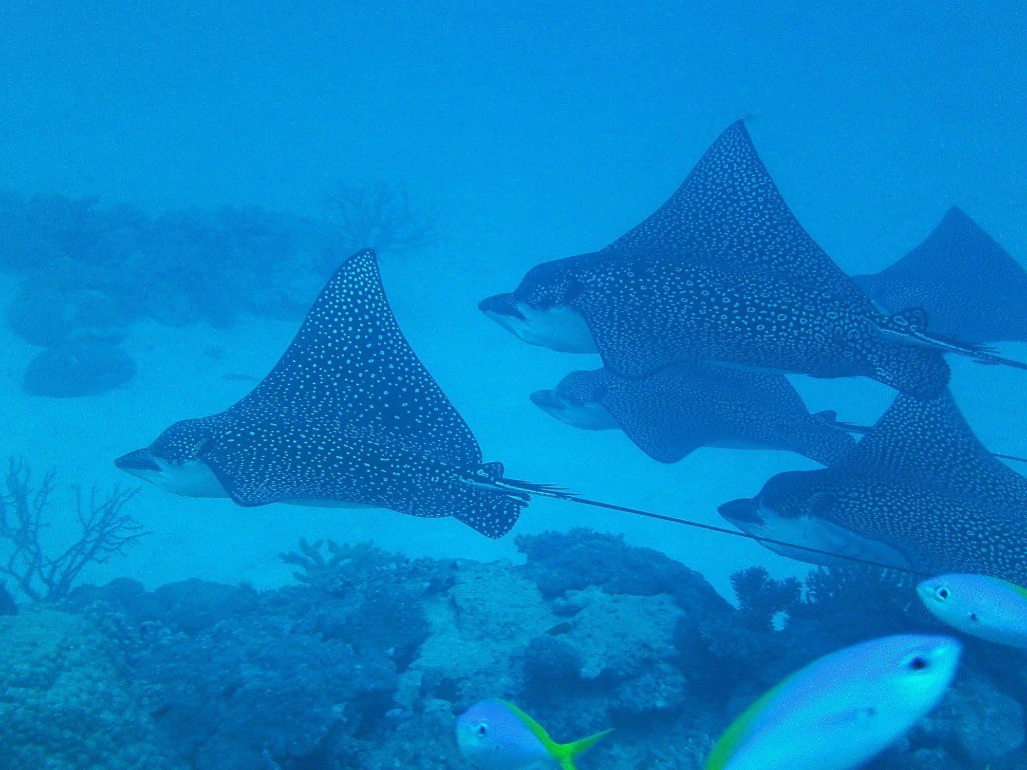 Mai Dive' Astrolabe Reef