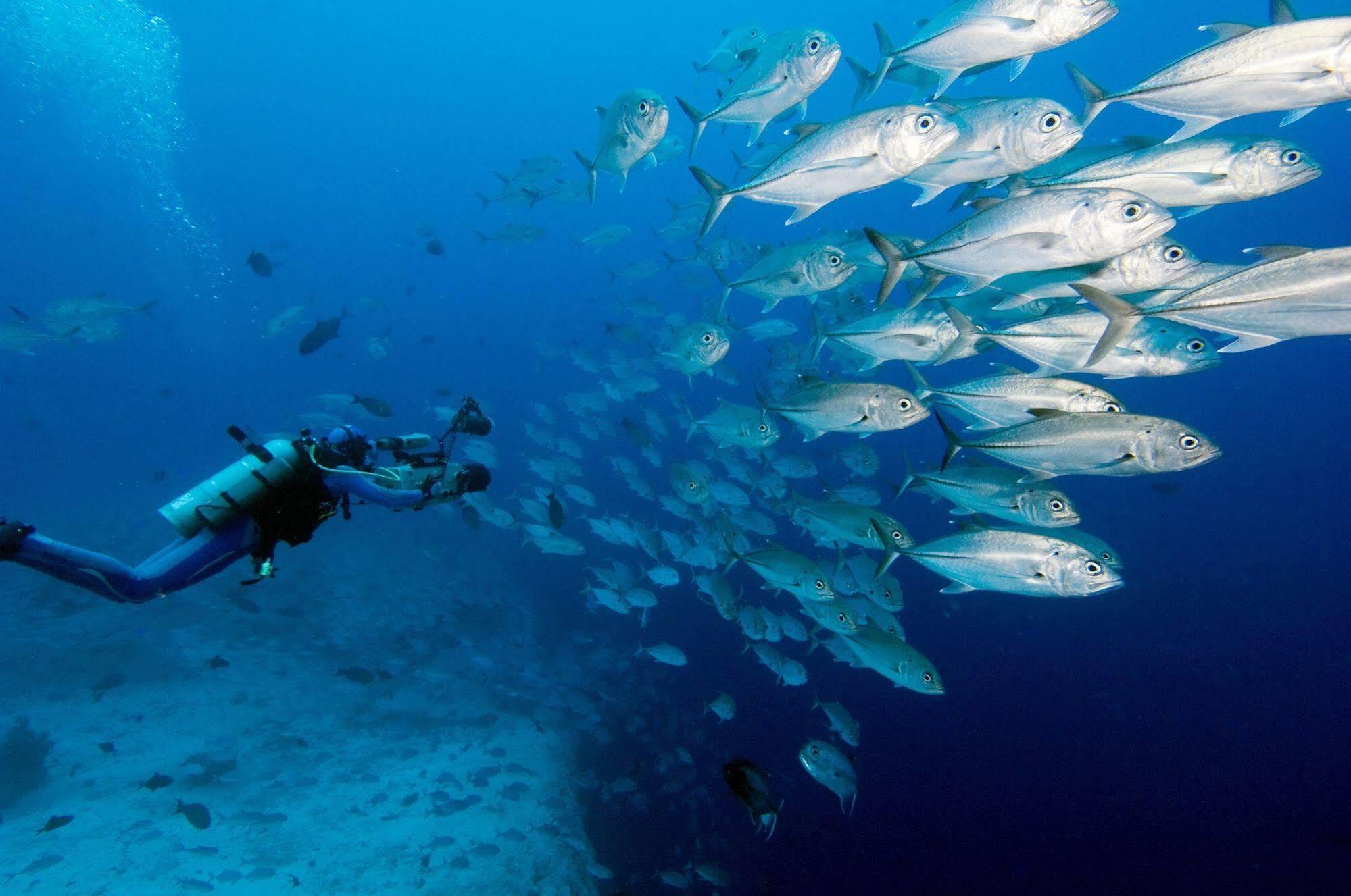 Jean Michel Cousteau Rst Fiji Hotel Savusavu