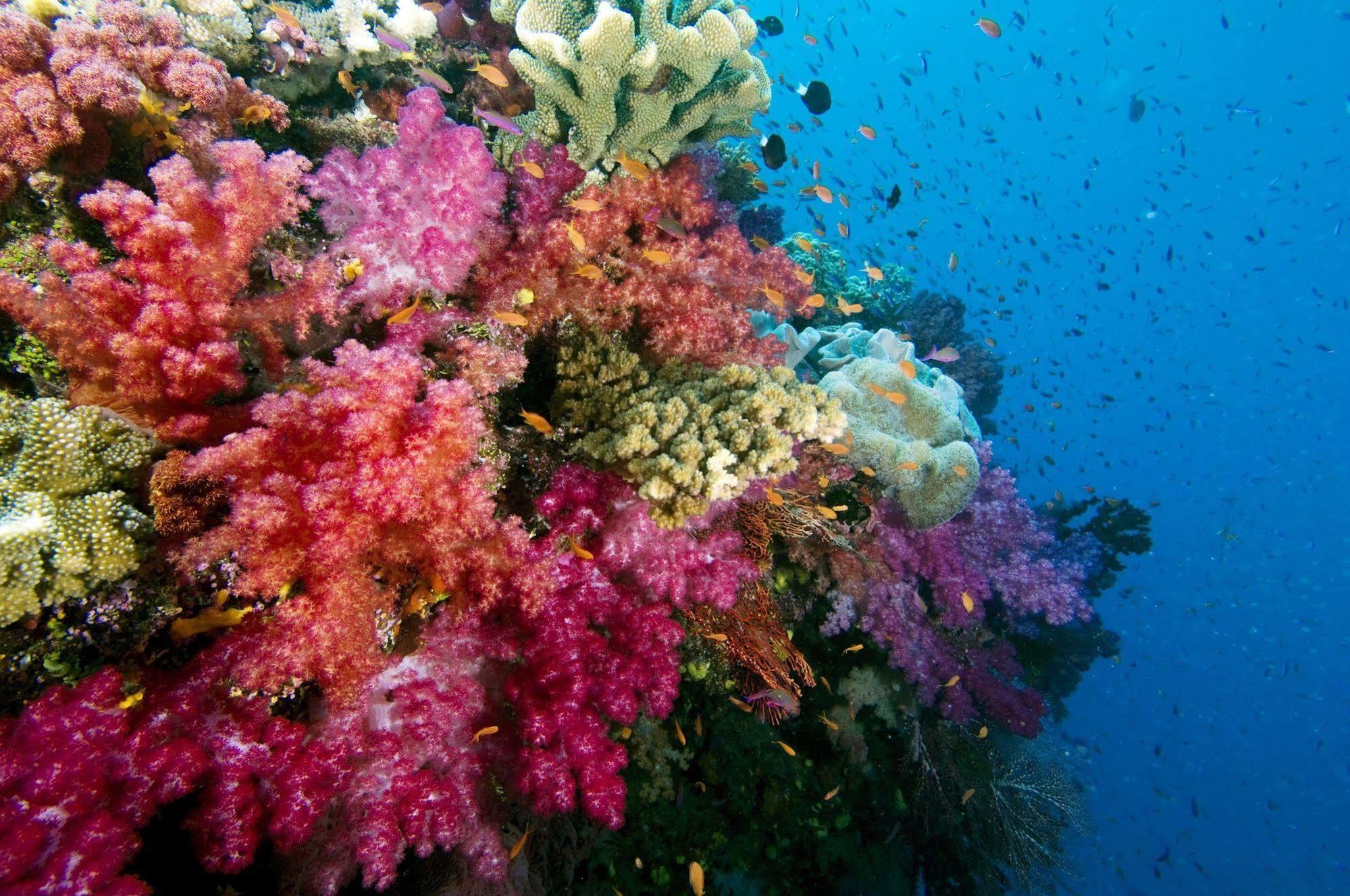 Hotel Jean Michel Cousteau Rst Fiji