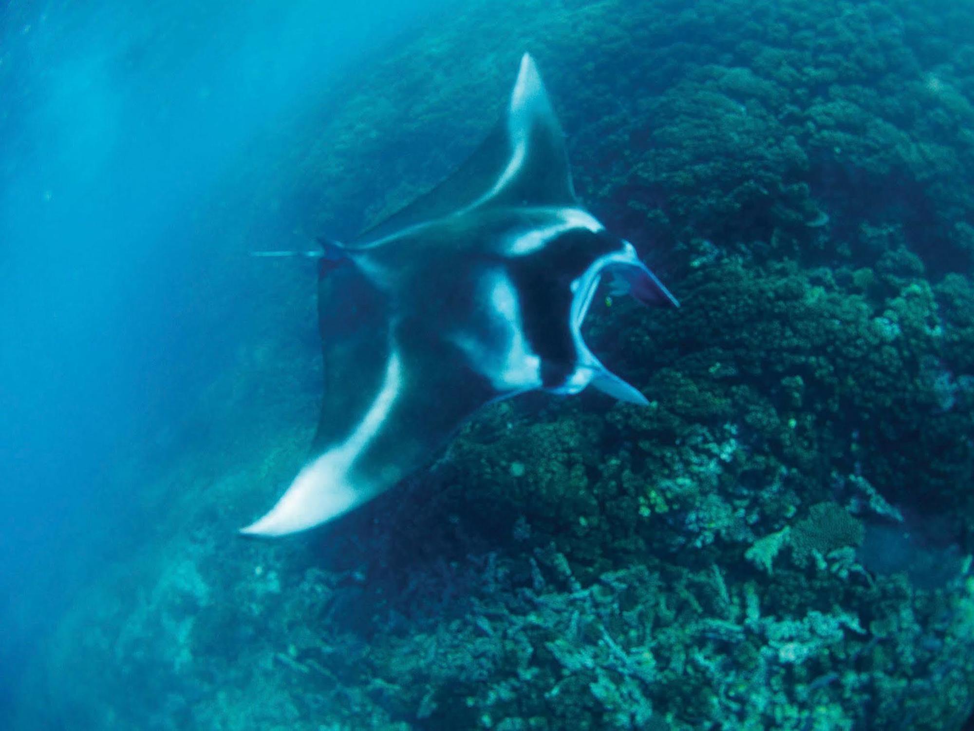 Resort Mantaray Island Nanuya Balavu Island