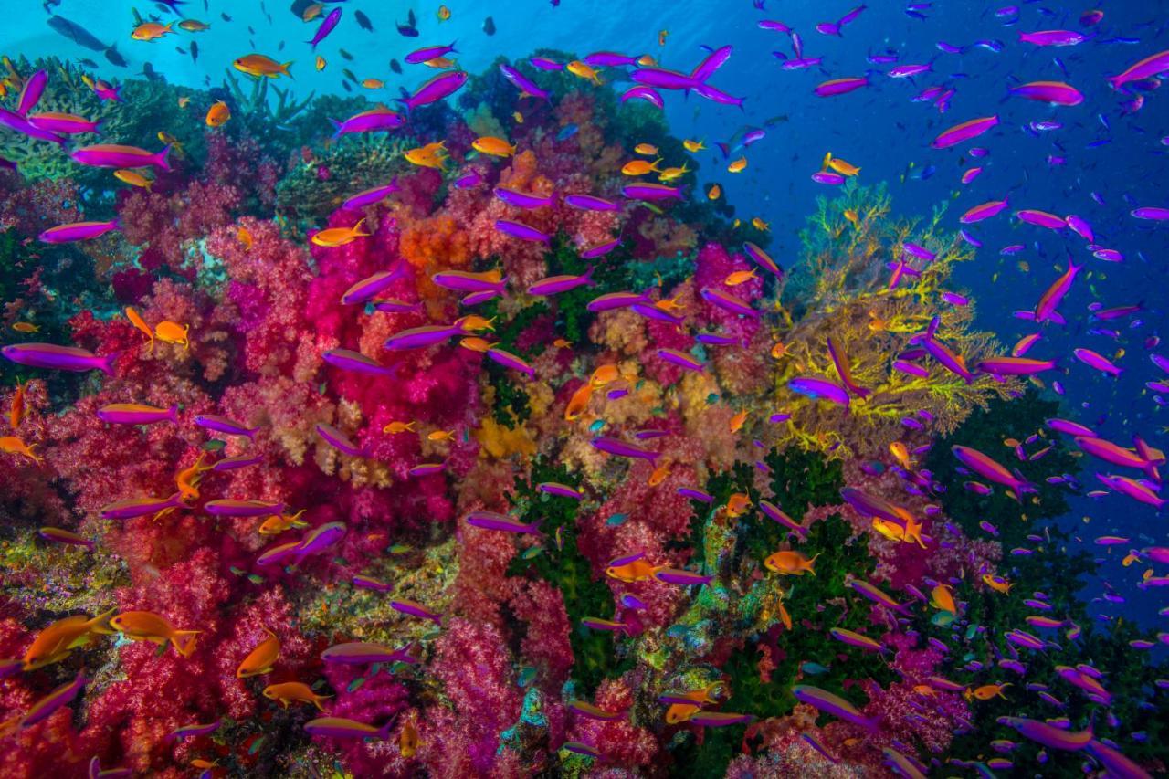 Lodge Sau Bay - Off Taveuni *
