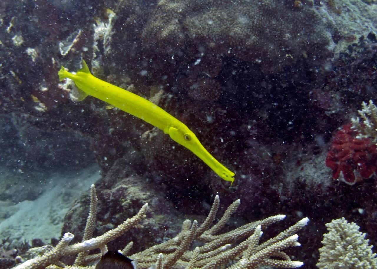 Great Sea Reef Nukubati Island