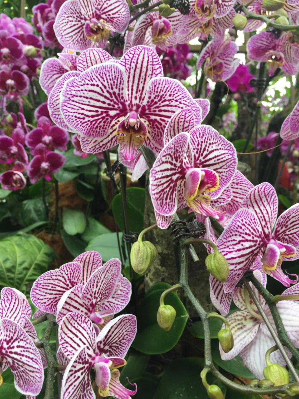 Hotel The Fiji Orchid